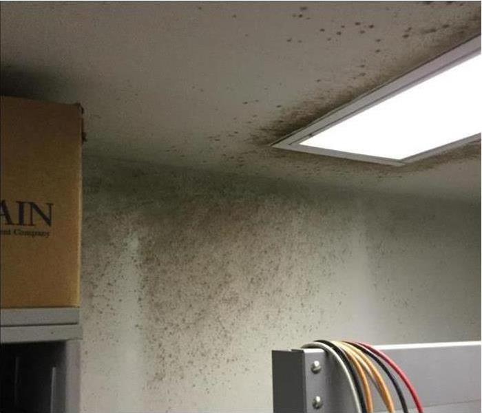 white wall with black spot of mold on it