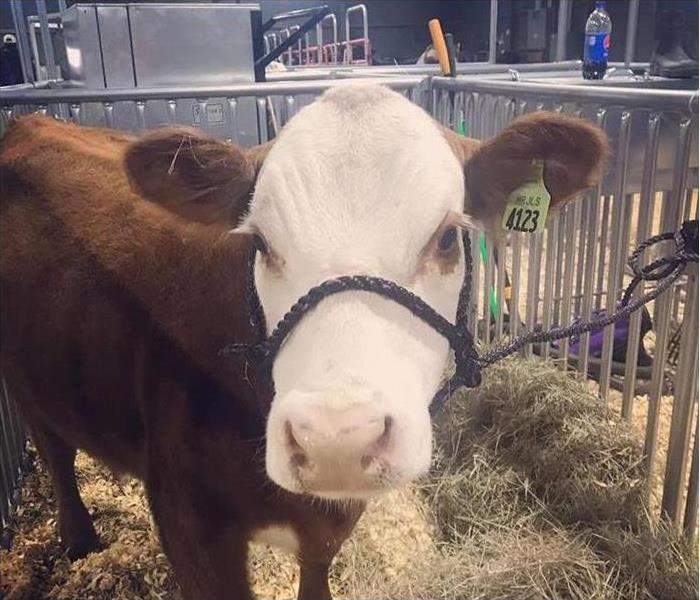 brown cow with white face